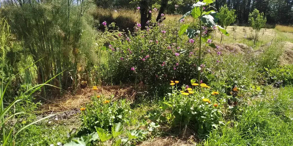 jardin