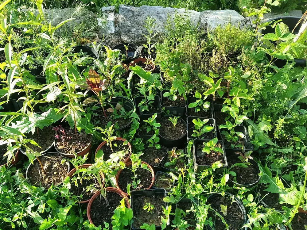 petite plantes