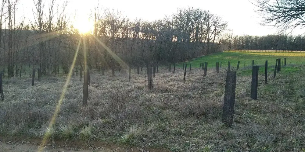 plantation arbres